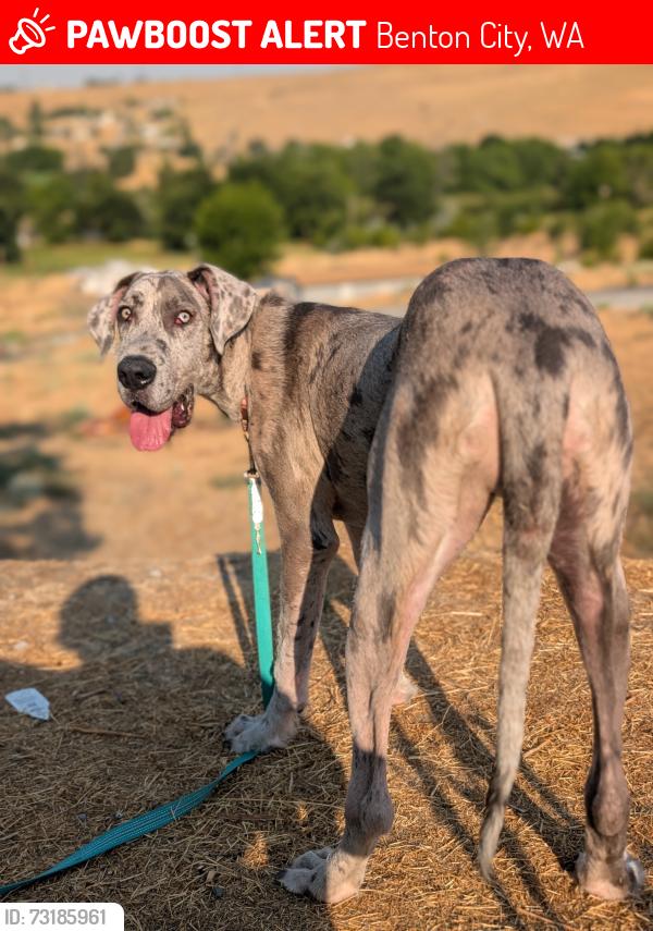 Lost Female Dog last seen Demoss road, Benton City, WA 99320