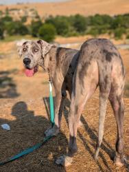 Lost Female Dog last seen Demoss road, Benton City, WA 99320