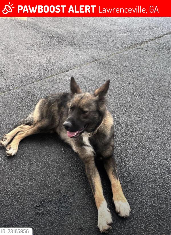 Lost Female Dog last seen Russel’s pond lane and Russel road, Lawrenceville, GA 30043