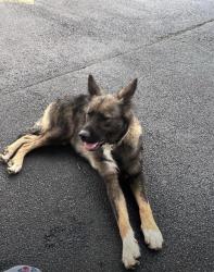 Lost Female Dog last seen Russel’s pond lane and Russel road, Lawrenceville, GA 30043