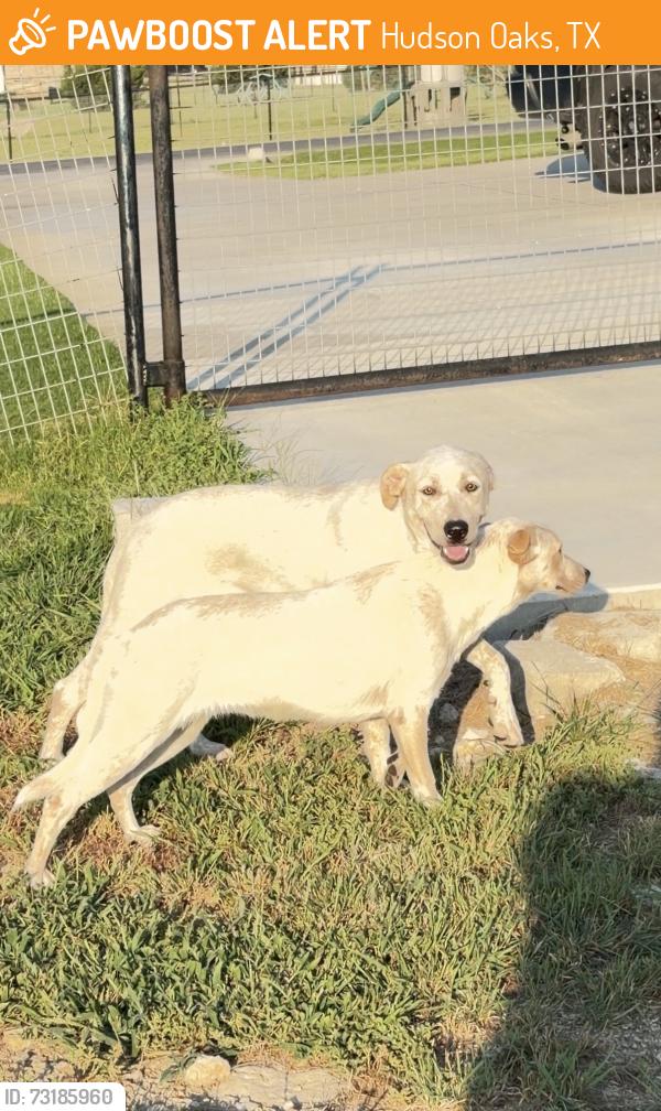 Found/Stray Male Dog last seen Eagles bluff neighborhood, Hudson Oaks, TX 76087