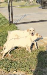 Found/Stray Male Dog last seen Eagles bluff neighborhood, Hudson Oaks, TX 76087