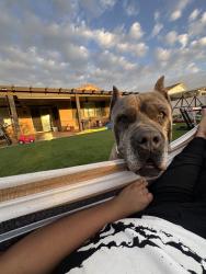Reunited Male Dog last seen Near Settlement St, Menifee, CA 92585, USA, Menifee, CA 92585
