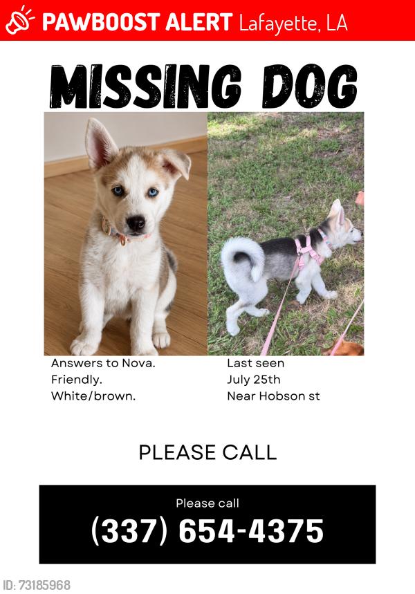 Lost Female Dog last seen NEAR EVANGELINE THRWY ON HOBSON ST, Lafayette, LA 70501