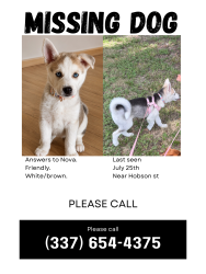 Lost Female Dog last seen NEAR EVANGELINE THRWY ON HOBSON ST, Lafayette, LA 70501