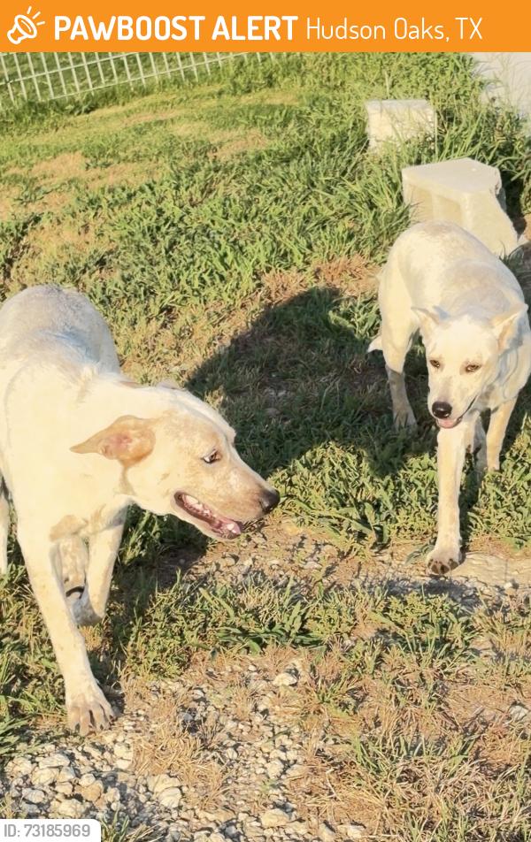 Found/Stray Female Dog last seen Eagles Bluff neighborhood, Hudson Oaks, TX 76087