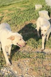 Found/Stray Female Dog last seen Eagles Bluff neighborhood, Hudson Oaks, TX 76087