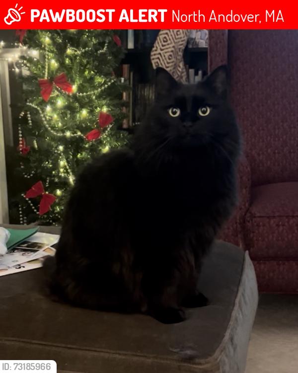 Lost Female Cat last seen Thorndike Rd & Troy Rd, North Andover, MA 01845