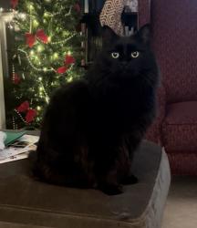 Lost Female Cat last seen Thorndike Rd & Troy Rd, North Andover, MA 01845