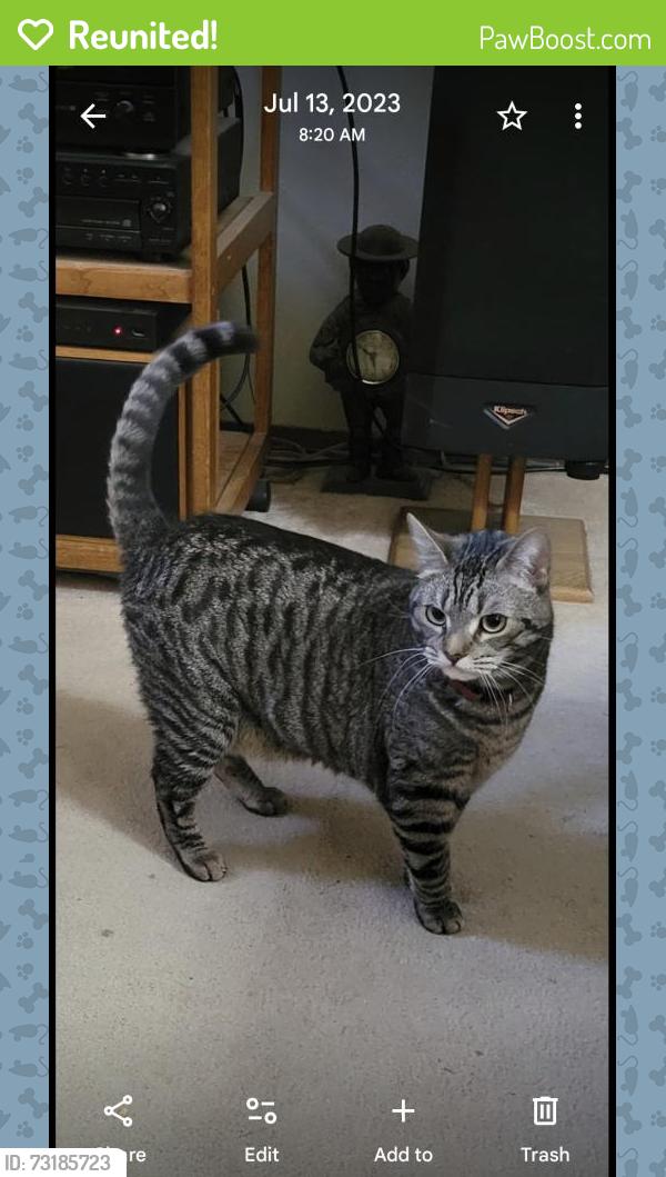 Reunited Male Cat last seen The Pines apmts, Portland, OR 97233