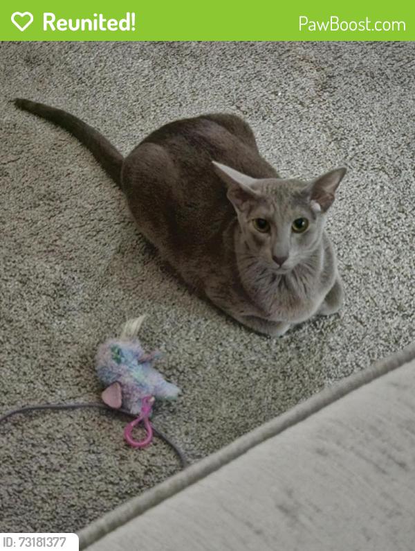 Reunited Female Cat last seen Hellebush park, Bridgeton, MO 63044