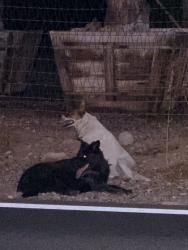 Found/Stray Female Dog last seen 19ave and dobbins, Phoenix, AZ 85041