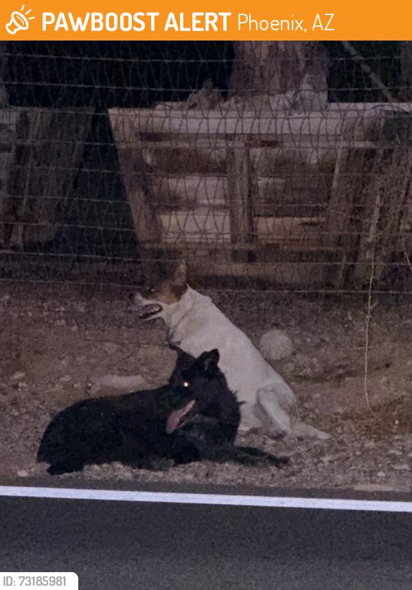 Found/Stray Female Dog last seen 19ave and dobbins, Phoenix, AZ 85041