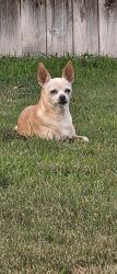 Found/Stray Female Dog last seen Robert Wayne Dr., Pasco, WA 99301