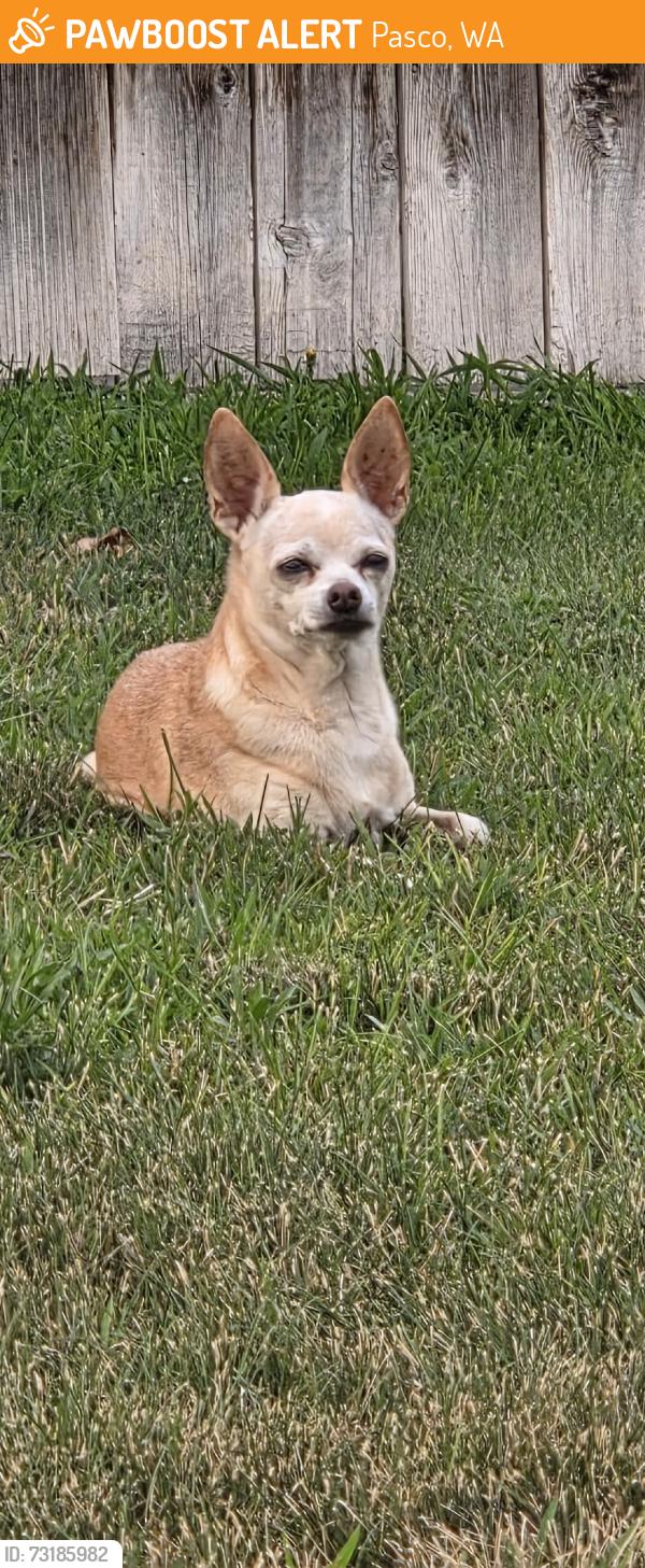 Found/Stray Female Dog last seen Robert Wayne Dr., Pasco, WA 99301