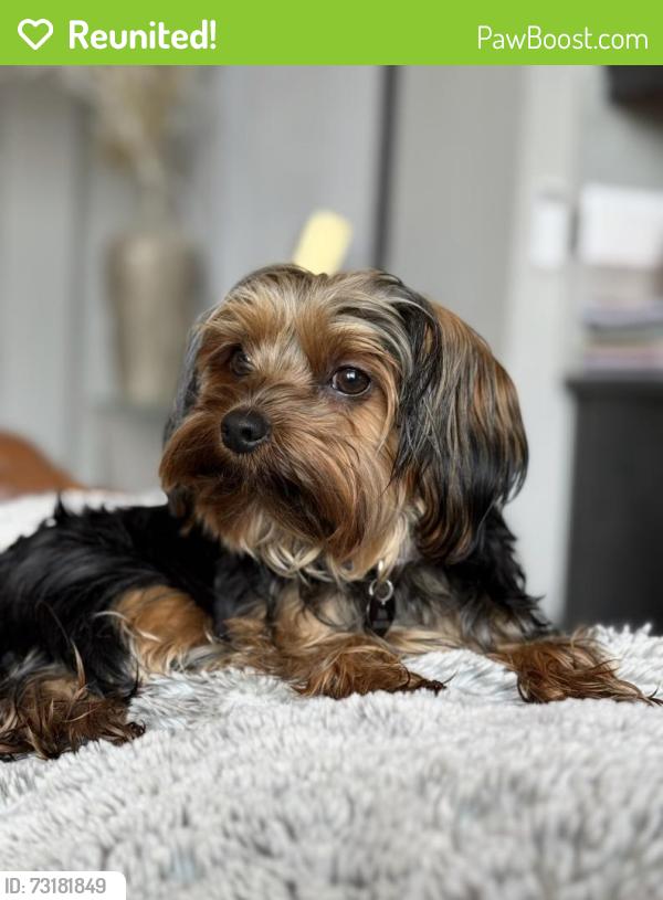 Reunited Female Dog last seen Se Yoakum ln, 122nd Ave happy valley, Happy Valley, OR 97086
