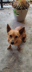Reunited Male Dog last seen E mckinney, Denton, TX 76209