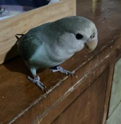 Lost Male Bird last seen Swain and Navy Streets, Holland Park West, QLD 