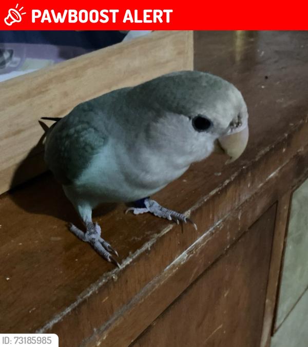 Lost Male Bird last seen Swain and Navy Streets, Holland Park West, QLD 