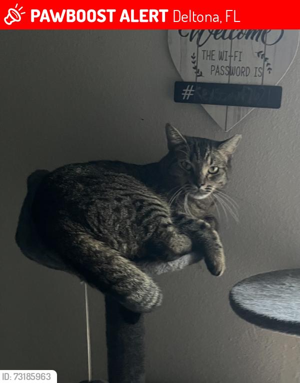 Lost Male Cat last seen Pendelton st. Deltona Florida 32725 and Abby Terrace Deltona Florida 32725, Deltona, FL 32725