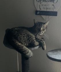 Lost Male Cat last seen Pendelton st. Deltona Florida 32725 and Abby Terrace Deltona Florida 32725, Deltona, FL 32725