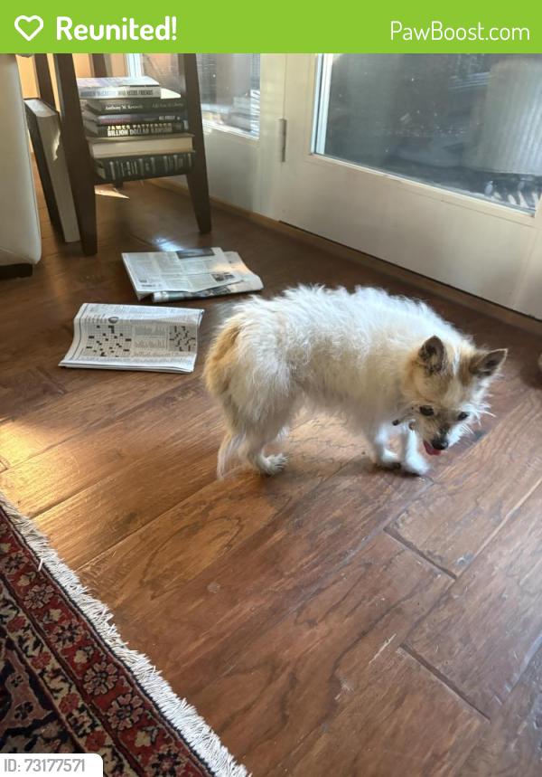 Reunited Female Dog last seen Crow canyon dr, Folsom, CA 95630