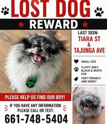 Lost Male Dog last seen Tiara St, Los Angeles, CA 91601