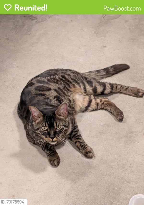 Reunited Male Cat last seen E Fulton Street, Manhattan, MT 59741