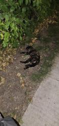 Found/Stray Unknown Cat last seen Near west glen ave, Peoria, IL 61614