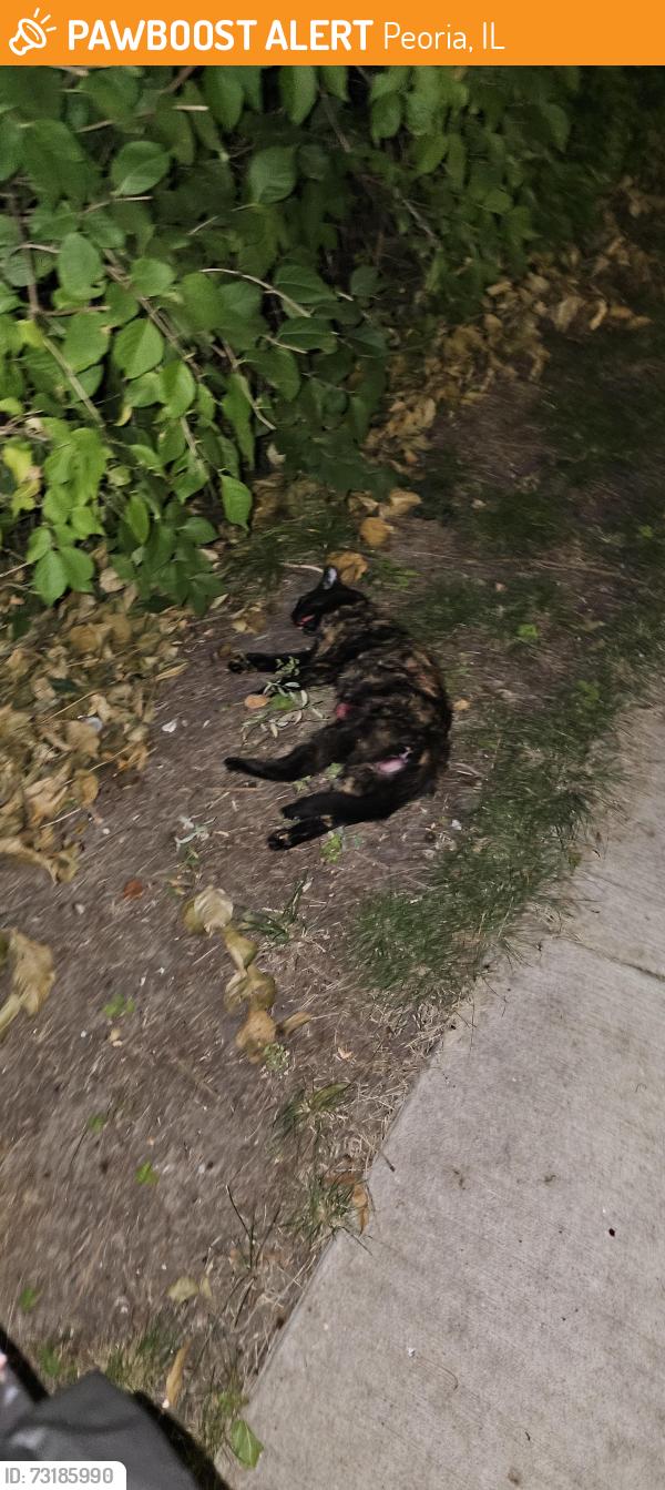 Found/Stray Unknown Cat last seen Near west glen ave, Peoria, IL 61614