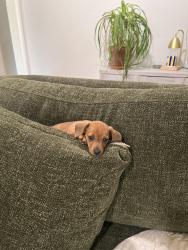 Reunited Male Dog last seen Polk, Dallas, TX 75224