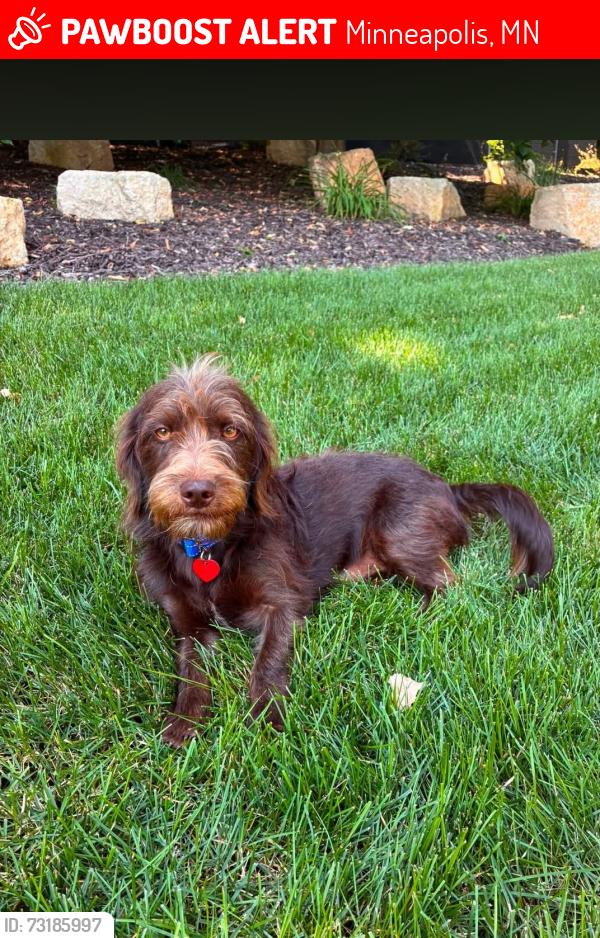 Lost Male Dog last seen 83rd and Highwood, Minneapolis, MN 55438