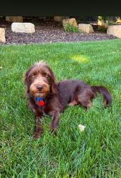 Lost Male Dog last seen 83rd and Highwood, Minneapolis, MN 55438