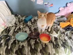 Lost Female Cat last seen Around Cline Falls Highway, Tumalo, Bend, OR 97703
