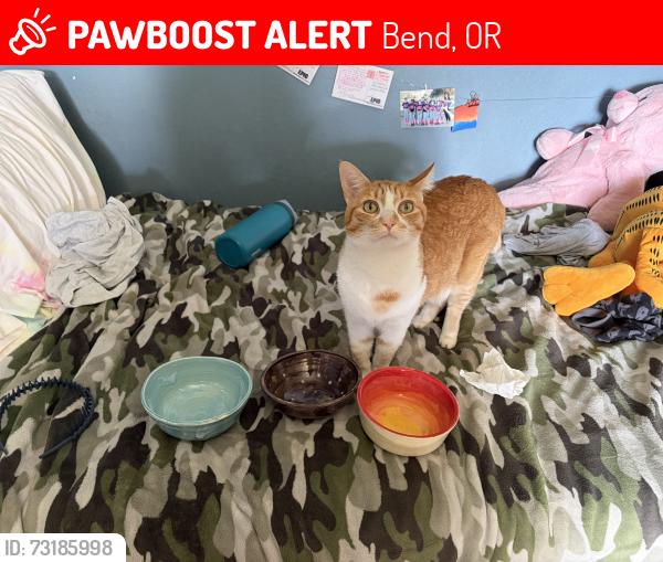 Lost Female Cat last seen Around Cline Falls Highway, Tumalo, Bend, OR 97703