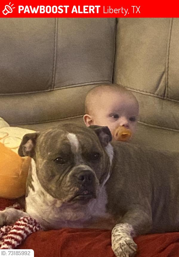 Lost Female Dog last seen Kipling St. and Edgewood St., Liberty, TX 77575
