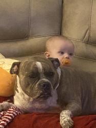 Lost Female Dog last seen Kipling St. and Edgewood St., Liberty, TX 77575