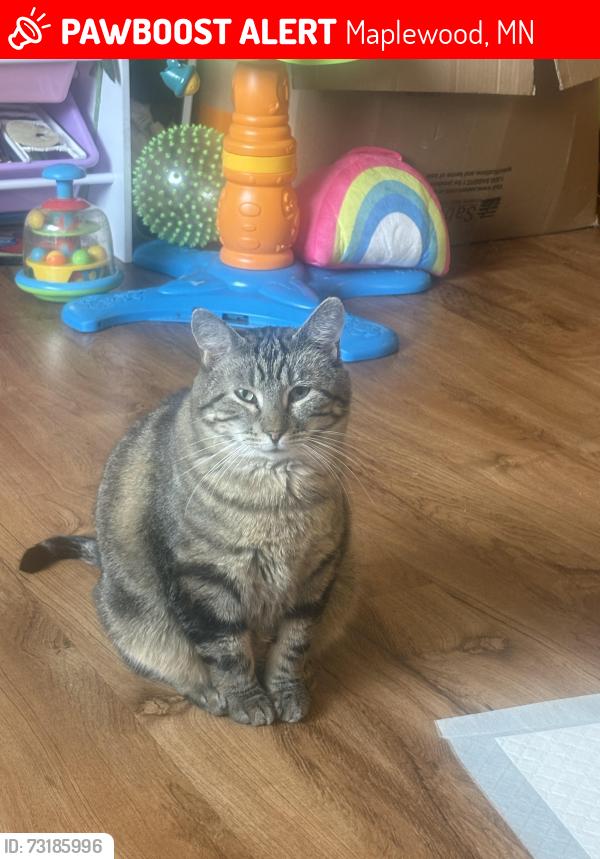 Lost Male Cat last seen St Jerome’s school, Maplewood, MN 55117