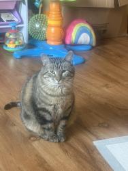 Lost Male Cat last seen St Jerome’s school, Maplewood, MN 55117
