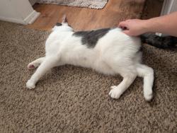 Reunited Male Cat last seen Allen blvd & Wilson, Beaverton, OR 97005
