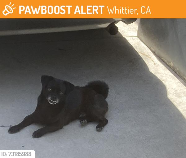 Found/Stray Male Dog last seen Uptown Whittier, Whittier, CA 90602