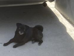 Found/Stray Male Dog last seen Uptown Whittier, Whittier, CA 90602