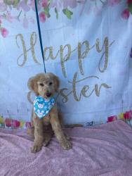 Reunited Male Dog last seen Ontario way lake Elsinore, Lake Elsinore, CA 92530