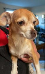 Reunited Unknown Dog last seen Turnagain neighborhood, Anchorage, AK 99517