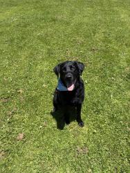 Reunited Male Dog last seen Target, San Francisco, CA 94118