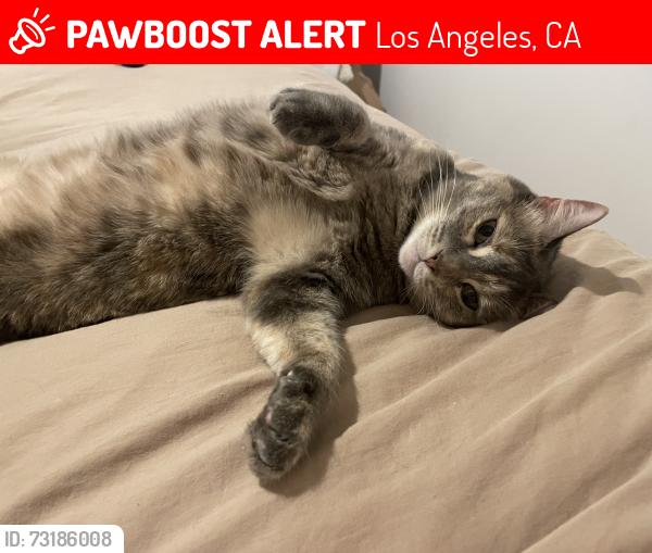 Lost Female Cat last seen N Ave 56 and Meridian, Los Angeles, CA 90042