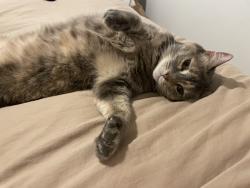 Lost Female Cat last seen N Ave 56 and Meridian, Los Angeles, CA 90042