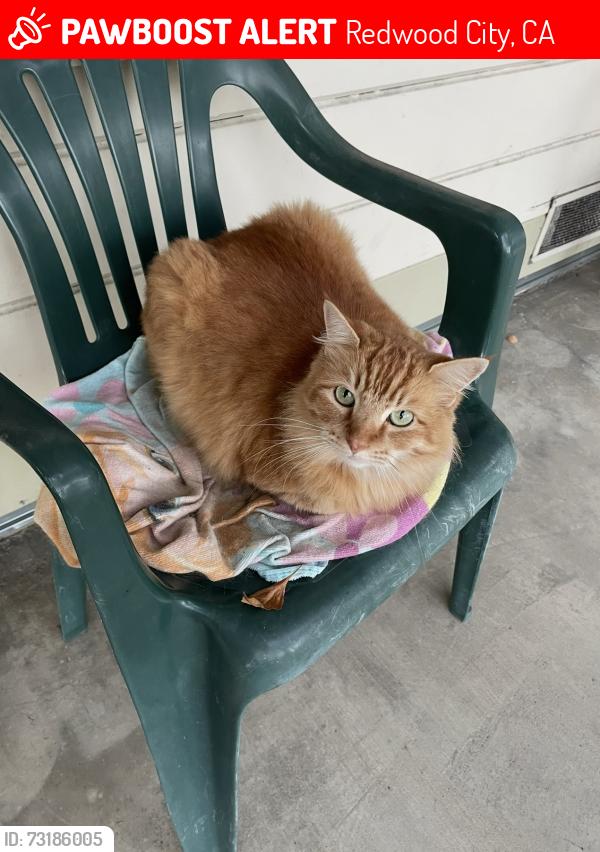 Lost Male Cat last seen Near Madison Ave. Redwood City, Redwood City, CA 94061
