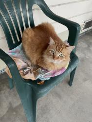 Lost Male Cat last seen Near Madison Ave. Redwood City, Redwood City, CA 94061