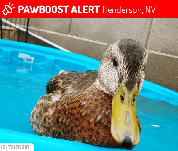 Lost Male Other last seen Rico Guitar/ Pimlico, Henderson, NV 89015